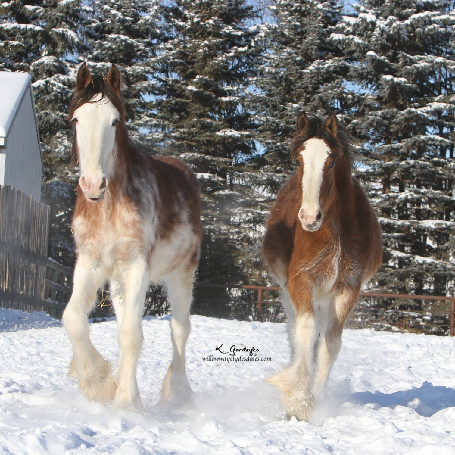 Willow Way Clydesdales